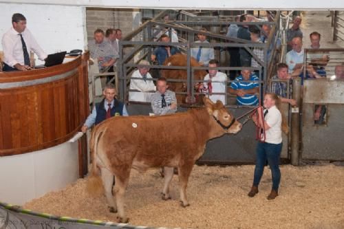 ILC verdenskongres i Irland 20.-28. august 2016  - Et sidste billede med vores irske veninde, som også var trækker af flere af auktionsdyrene. Der var 36 katalognumre, hvoraf dog kun ca. 1/3 opnåede hammerslag. 