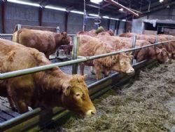 Jens Aage Skipper - Køerne fodres med finsnittet græsensilage fra stak