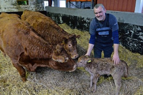 Jens Frøsig - Jens Frøsig, forud for åbent hus. Besætningen har 12 moderdyr. Foto: LLN Pres