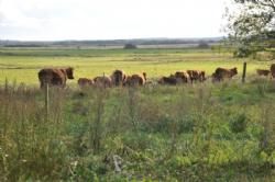 Jyllandstur 2012 - Køerne lunter lige så stille ud i landskalbet mod solnedgangen.