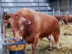 Kødkvægets Dag - Avlstyren slukker tørsten