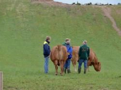 Kødkvægets Dag - Folk nød en tur ud i marken for at se på ammekøer