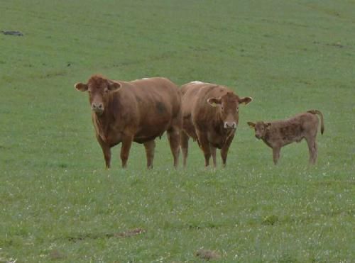 Kødkvægets Dag - Gråvejr og bidende kold blæst på kødkvægets dag. Alligevel havde ca 120 mennesker valgt at lægge vejen forbi Enggaard Limousine. Det gjorde det til en rigtig god dag hos Marian og Svend Engelst