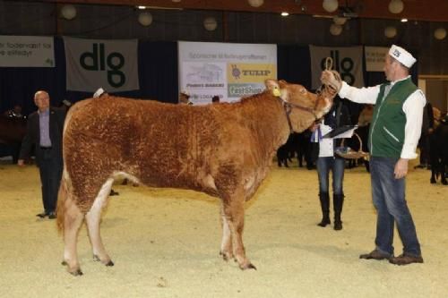 Kimbrerskuet 2013 - Kvier 16-18 måneder: 23 point til Granly Henriette fra Sønderlund Limousine.