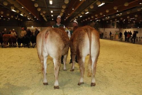 Kimbrerskuet 2013 - Kvier 18-21 måneder: Fløj og 23 point til Sofiedal Helene fra Sofiedal Limousine.