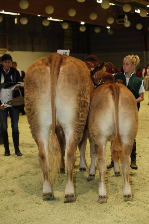 Kimbrerskuet 2013 - Køer under 3 år med kalv: Gandrup Feodora opnåede 23 point. Koen kom fra Lars Juellund.