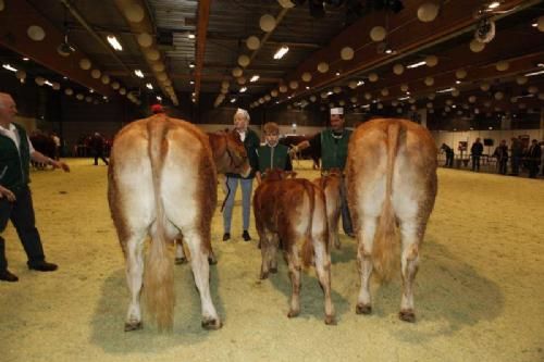 Kimbrerskuet 2013 - Køer 3-5 år med kalv: Fløj og 23 point til Lynge Denice fra Lynge Limousine.