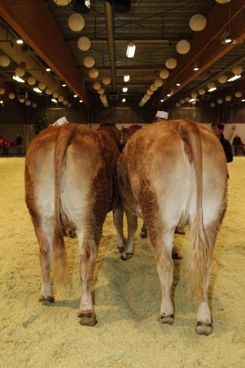 Kimbrerskuet 2013 - Køer 3-5 år uden kalv: 23 point og ærespærmie til Lynge Disty fra Per Laursen. 