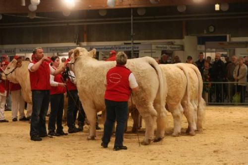 Kimbrerskuet - ...Men Limousinegruppen måtte se sig slået på målstregen af denne Charolaisgruppe fra Pallas Charolais.