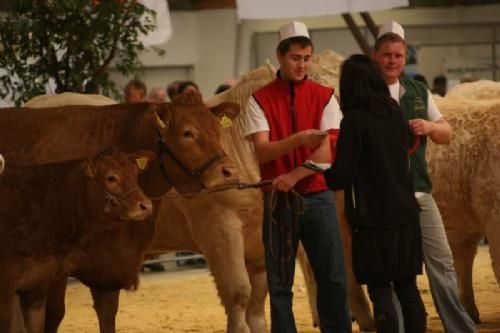 Kimbrerskuet - Vinder blandt seniorerne blev Rasmus Kirk fra Charolais. Han vandt mønstringskonkurrencen blandt seniorerne foran den trænede Troels L. Andersen.