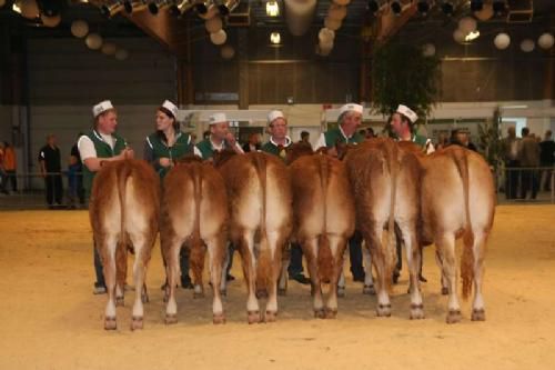 Kimbrerskuet - Seks kvier i hvert sit hold. Fra venstre: Ølands Fanta 10 mdr. 22 point. Hammel Else 11 mdr. 23 point. Begge kvier fra Troels L. Andersen. Gandrup Elina 13 mdr. 23 point, blev Bedste Limousine Kvie, ejer Lars Juellund. Egetoft Evita 15½ mdr. 22 point