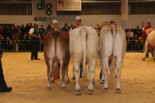 Kimbrerskuet - Vinder blev Blonde-kvien efterfulgt af Limousinekvien fra Lars Juellund og Charolais-kvien.