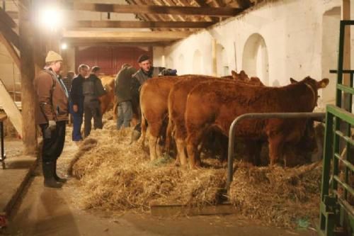 Klargøring 28. jan. - De sidste klargøringsopgaver inden det er tid at køre hjem og få sovet lidt, mens et par enkelte blev og vågede hos Limousinerne.