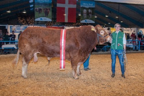 Kødkvægsskue - Katalog nr 101 Kjeldgaard Ilot - bedste ældre tyr, bedste handyr, interbreed vinder + ærespæmie - fra Kirsten & Rasmus Levinsen, Spentrup