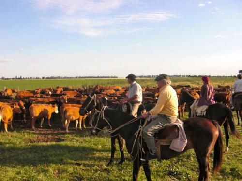 Kongresgæster fra Argentina - En at de store indtægter på farmen er salget af tyre. Men der produceres i høj grad også kød, og her siger Josue, at det er vigtigt at genetikken er i orden, god fodring, god vand, og hygiejne skal være i top.