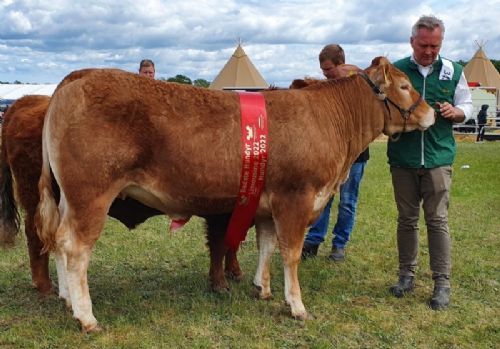 Landbrugsmessen Gl. Estrup - Birkely Renecance - Bedste Limousine, Interbreed vinder for hundyr, samt bedste kødkvæg. Udstillet af Jakob Ravn og bedømt med 24 point