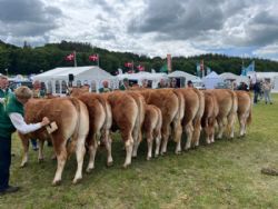 Landbrugsmessen Gl. Estrup - Ærespræmiebedømmelse