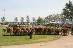 Landsskuet 2012 - billede 2