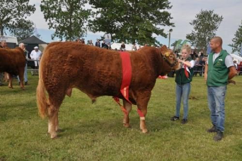 Ærespræmiedyr - Kærsgaards Imperial - bedste handyr / yngre tyr fra Kærsgaard Limousine v/Jesper Kragelund, Skørping