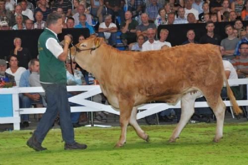 Ærespræmiedyr - Kloster Ilka – kvie fra Kloster Limousine v/Nina & Lars Kloster, Langå 