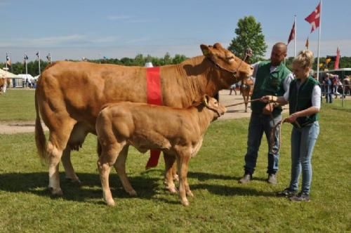 Ærespræmiedyr - Kærsgaard Casablanca – bedste ko over 5 år fra Kærsgaard Limousine v/Jesper Kragelund, Skørping