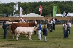 Landsskuet lørdag - Interbreed hos handyr.