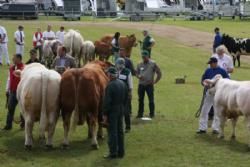 Landsskuet lørdag - Hammel Calvados tog interbreed-titlen hjem.