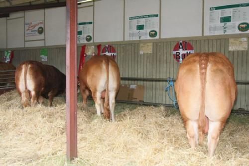 Landsskuet lørdag - Insemineringstyrene på Landsskuet. Engkjær Get It - Ørnebjerggaard polled Frode - Atle.