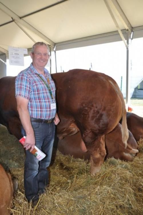 Limousinerejse 2012 - Tyren Disney efter Neuf RRE M var helt enorm og ualmindelig kødfuld. Erik Egsgaard, der jo er en stor mand, så næsten lille ud i forhold kødbamsen.