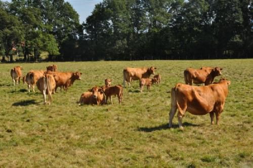 Limousinerejse 2012 - Udsnit af en flok køer, som enten havde kælvet for nylig, eller som snart skulle kælve. De fleste dyr var af avlstypen. Det var højt prioriteret, at køerne skulle være rolige og gode kælvere. Hvis der var problemer med dyr, blev de straks dømt til sl