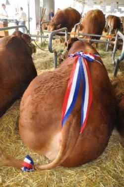 Limousinerejse 2012 - De allerbedste dyr blev desuden pyntet med trikolore farvede bånd