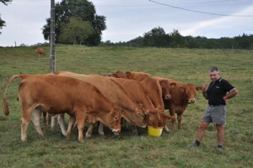 Limousinerejse 2012 - Her et fortællestop ved løbekvierne. Joël Venturin var meget lidenskabelig med sine dyr. Selvom besætningen blev præsenteret som en produktionsbesætning, så viste de udleverede papirer om besætningen dog et meget højt avlsniveau. Kvierne kælver her –