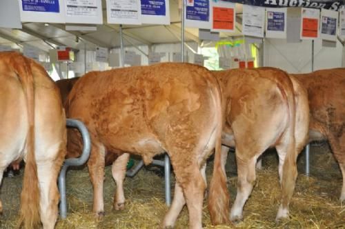 Limousinerejse 2012 - Et af de absolutte højdepunkter på turen var Grand Cru 2012 auktionen over 19 kvier og 5 tyre i forbindelse med nationalskuet i St. Gaudens. Både før og efter auktionen kunne vi beundre de store og flotte auktionsdyr i stalden.