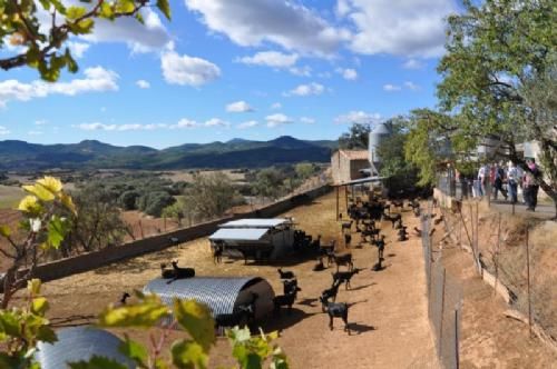 Limousinerejse 2012 - I Spanien besøgte vi midt i et storslået landskab helt ekstraordinært en malkegedefarm med flere hundrede malkegeder. Gedemælken blev forarbejdet til ost i lokaler på gården. Osten blev solgt fra gårdens butik og på markeder. Vi fik smagsprøver at os