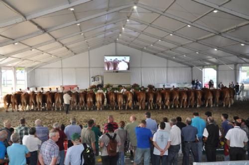 Limousinerejse 2012 - Det nationale limousineskue i St. Gaudens ikke langt fra Pyrenæerne var en vigtig del af studieturen. Der var 4-500 limousiner til bedømmelse, så bedømmelsesprogrammet var over tre dage. Her bedømmes et imponerende hold med unge tyre.