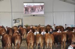 Limousinerejse 2012 - Bedømmelsen kunne også følges på storskærm.