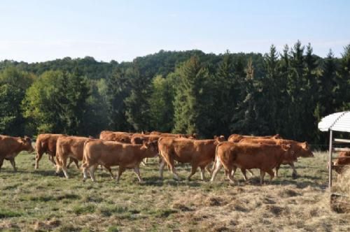 Limousinerejse 2012 - Hos EARL Bordes & Fils i Cuguron var der 137 hektar og 85 moderdyr. Heller ikke her var der megen vækst i græsmarkerne, så dyrene fik supplerende foder (hø) i foderhække.
