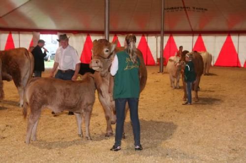 Mønstring - Tre tilbage - heraf Line med Limousineko og kalv og Mille med en Limousinekvie, samt Charolais-deltageren.