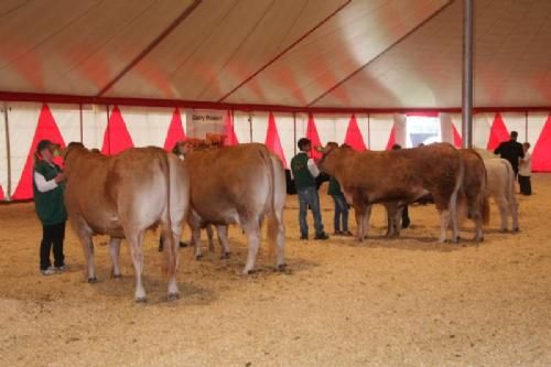 Mønstring - Løbet er tæt - nu kun fem tilbage, heriblandt fire Limousinedeltagere og én Charolais!