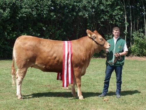 Odense dyrskue - Grunnet High Class, 23 point, Ærespræmie bedste ældre limousine hundyr og Interbreed Vinder for hundyr over 18 måneder. fra Simon Thaysen Smidt, Ferritslev.