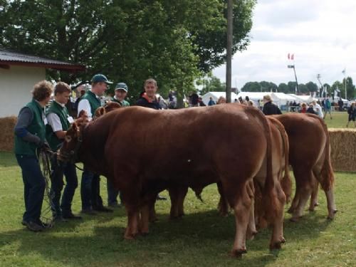 Odense dyrskue - Humlegården Gallon, 23 point og ærespræmie fra familien Mikkelsen kirkendrup. bedste hundyr, kvien Humlegården Jovette Billede mangler. kvien er også fra familien Mikkelsen kirkendrup