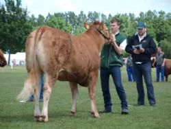 Odense dyrskue - Interbreed for hundyr over 18 måneder