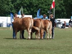 Odense dyrskue - limousine dyrene til Interbreed.