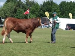 Odense dyrskue - Interbreed for handyr under 18 måneder.