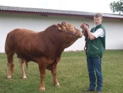 Odense dyrskue - Interbreed for handyr under 18 måneder.