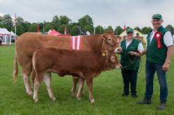 Østjyske Dyrskue Horsens - Borre Hirse, Reserve Champion, ærespræmie og bedste ældre ko