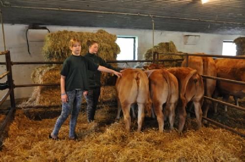 Østs bustur til Fyn  - Nogle af dyrene var bundet op til nøjere beskuelse. Simon udstiller på kødkvægsskuet i år og her er nogle af emnerne til udstilling.