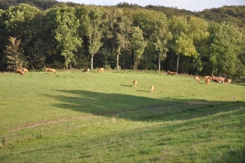 Østs bustur til Fyn  - Limousinerne går flot her, hvor efterårssolen kaster lange skygger hen over det kuperede terræn.