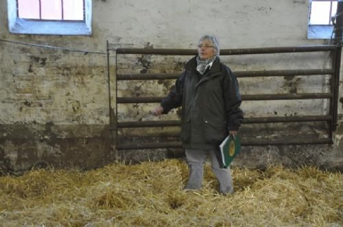 Østs bustur til Fyn  - Inger er godt tilfreds med årets afkom og har netop sendt en tyr efter Risvang Uron på Ålestrup til afprøvning.