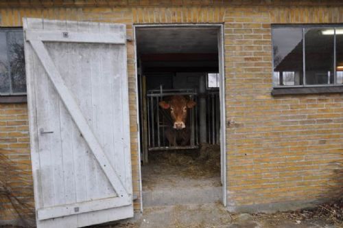 Præstegårdens Limousine - - og der bliver budt velkommen lige indenfor staldøren af en ko med røde øremærker